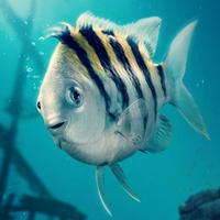 Flounder -